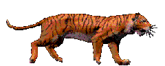 cat gif