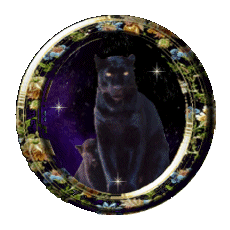 cat gif