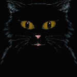 cat gif