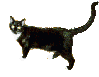cat gif