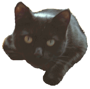 cat gif