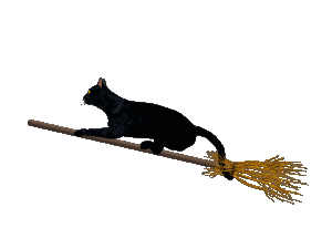 cat gif