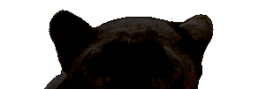 cat gif