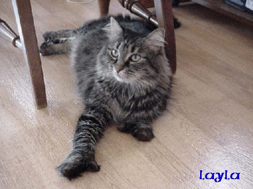 cat gif