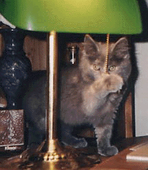 cat gif