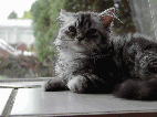 cat gif