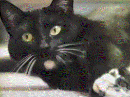 cat gif