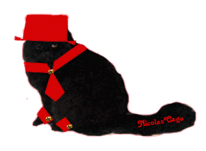 cat gif