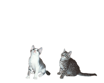 cat gif