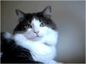 cat gif