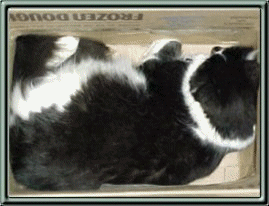 cat gif