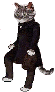 cat gif