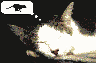 cat gif