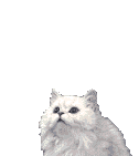cat gif
