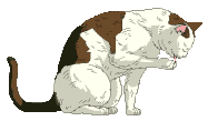 cat gif